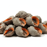 Rapana (Deniz Salyangozu)