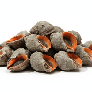 Rapana (Deniz Salyangozu)