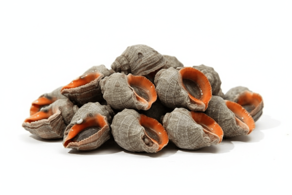 Rapana (Deniz Salyangozu)